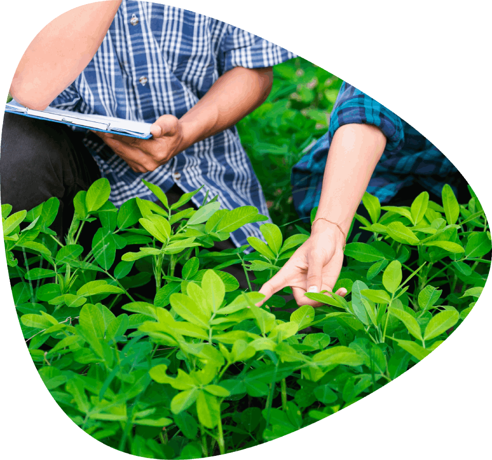 People working in the garden