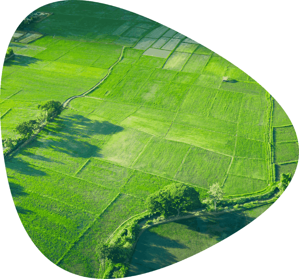 Garden from above