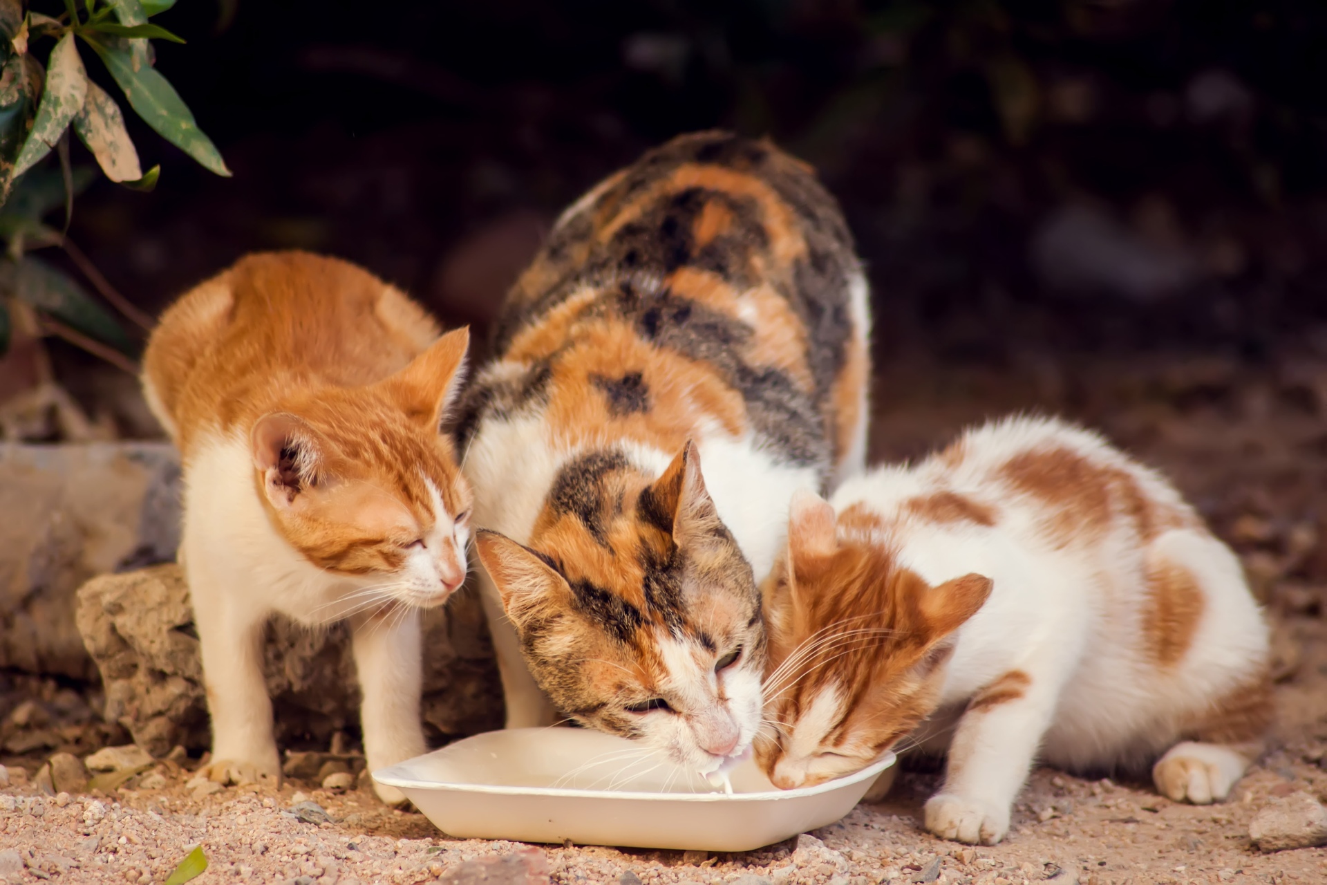 3 cats eating