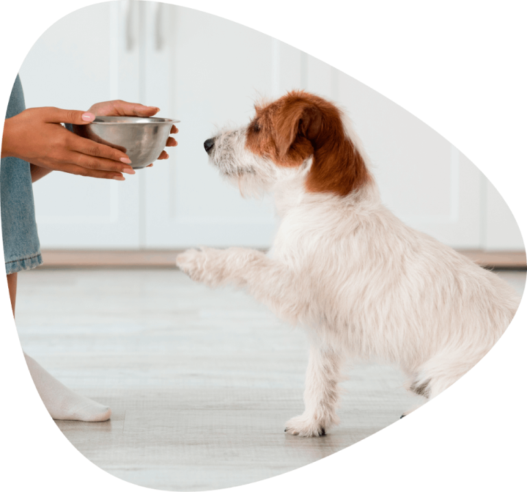 Pets, Lawn, Garden & Heating Cressona, PA